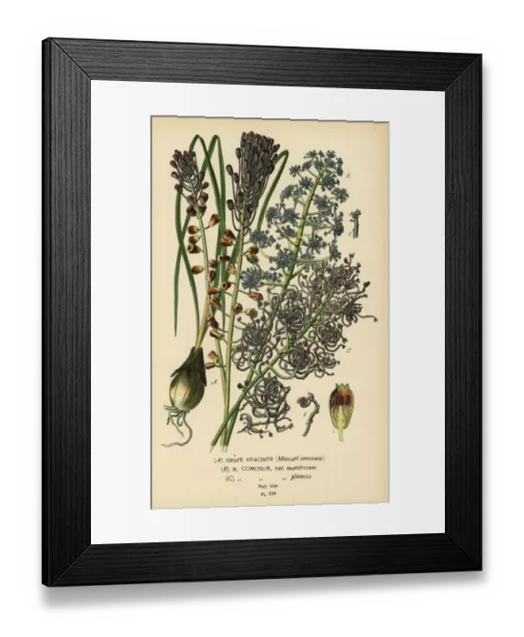 Framed Print : Grape hyacinth, Leopoldia comosa Framed Print : Grape hyacinth, Leopoldia comosa