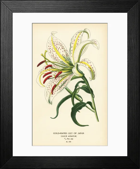 Framed Print : Gold-rayed lily of Japan or yamayuri, Lilium auratum Framed Print : Gold-rayed lily of Japan or yamayuri, Lilium auratum