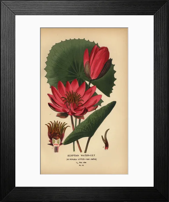 Framed Print : Egyptian waterlily, Nymphaea lotus