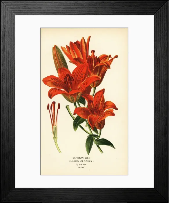 Framed Print : Saffron lily, Lilium bulbiferum Framed Print : Saffron lily, Lilium bulbiferum