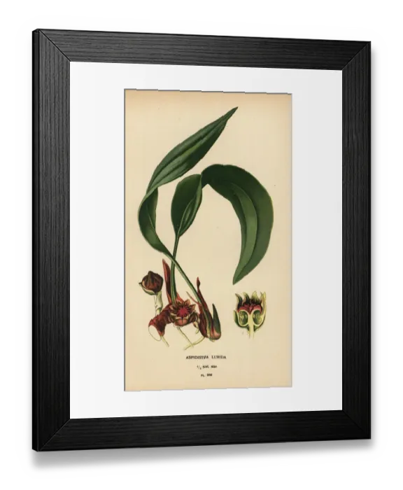 Framed Print : Aspidistra lurida Framed Print : Aspidistra lurida