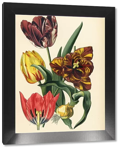 Garden tulip, Tulipa gesneriana