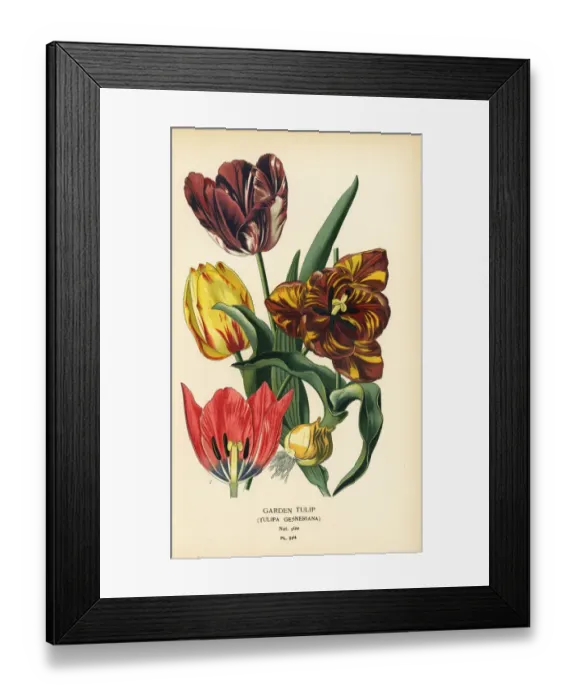Framed Print : Garden tulip, Tulipa gesneriana Framed Print : Garden tulip, Tulipa gesneriana