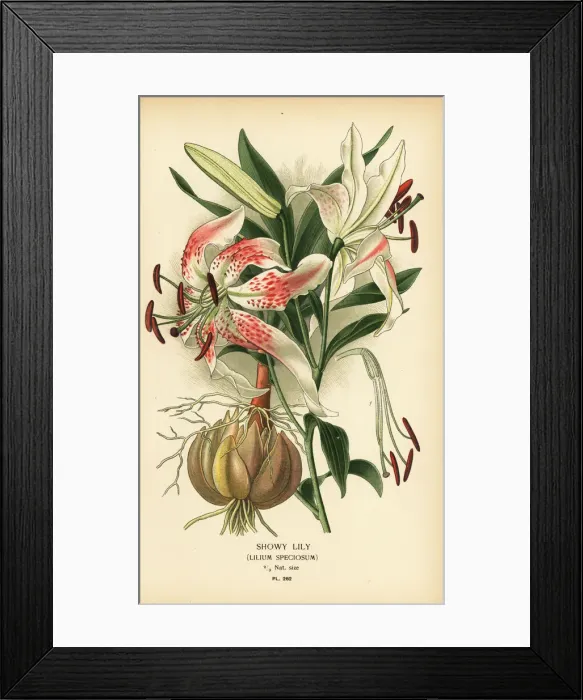 Framed Print : Showy lily, Lilium speciosum Framed Print : Showy lily, Lilium speciosum