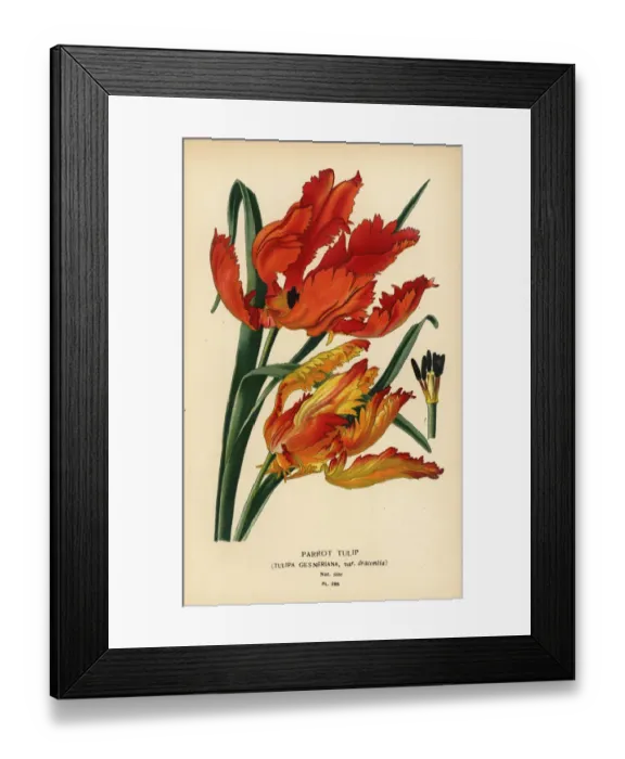 Framed Print : Parrot tulip, Tulipa gesneriana Framed Print : Parrot tulip, Tulipa gesneriana