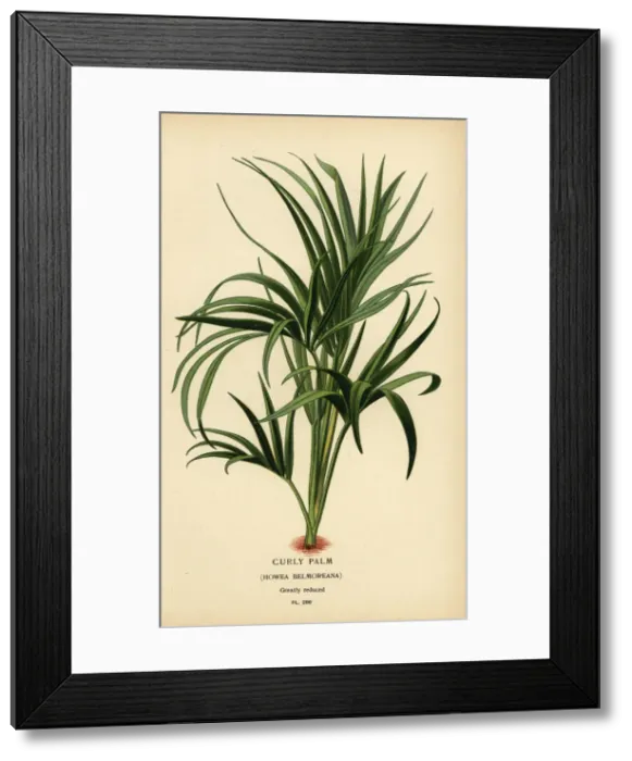 Framed Print : Curly palm, Howea belmoreana. Vulnerable Framed Print : Curly palm, Howea belmoreana. Vulnerable