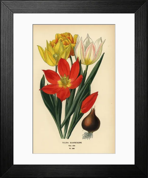 Framed Print : Schrencks tulip, Tulipa suaveolens Framed Print : Schrencks tulip, Tulipa suaveolens