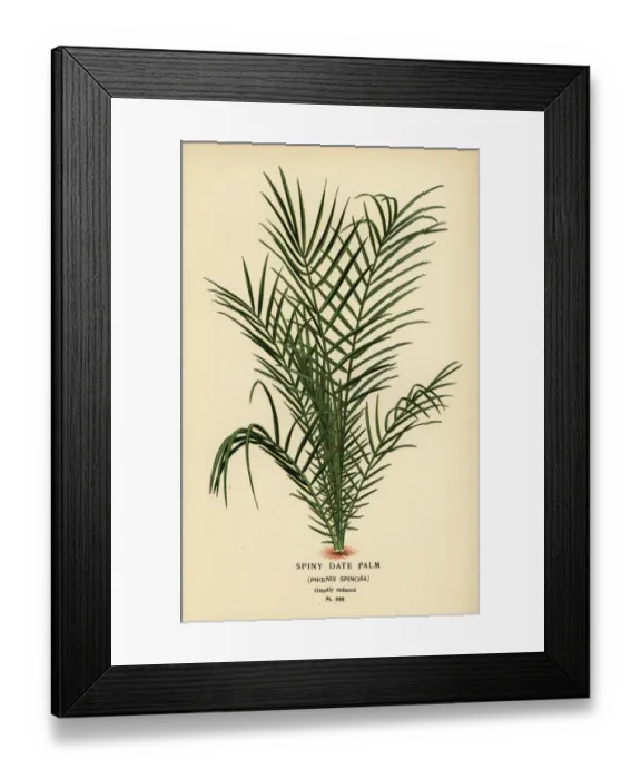 Framed Print : Wild date palm, Phoenix reclinata Framed Print : Wild date palm, Phoenix reclinata