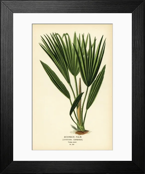 Framed Print : Bourbon palm, Livistona chinensis Framed Print : Bourbon palm, Livistona chinensis