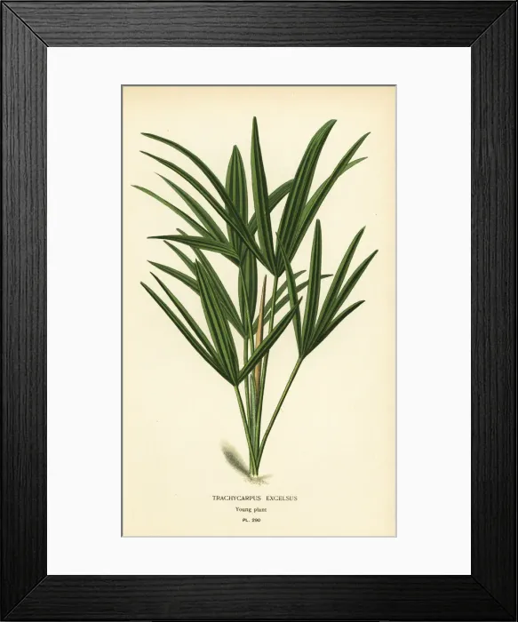 Framed Print : Broadleaf lady palm, Rhapis excelsa Framed Print : Broadleaf lady palm, Rhapis excelsa