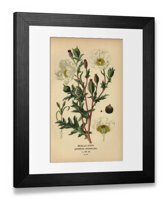Framed Print : Mexican poppy, Argemone grandiflora Framed Print : Mexican poppy, Argemone grandiflora