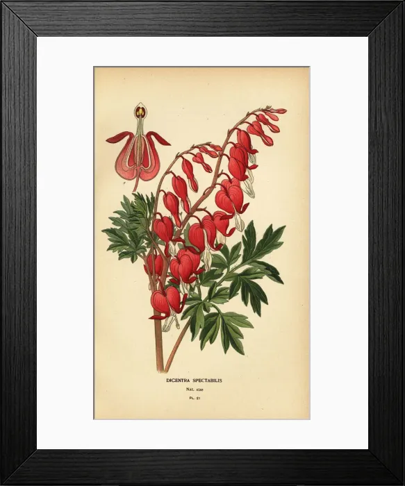 Framed Print : Asian bleeding heart, Lamprocapnos spectabilis Framed Print : Asian bleeding heart, Lamprocapnos spectabilis