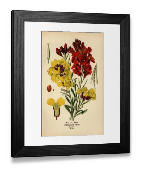 Framed Print : Wallflowers, Erysimum ? cheiri Framed Print : Wallflowers, Erysimum ? cheiri