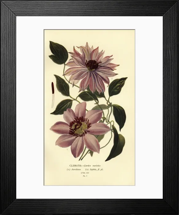 Framed Print : Garden varieties of clematis Framed Print : Garden varieties of clematis