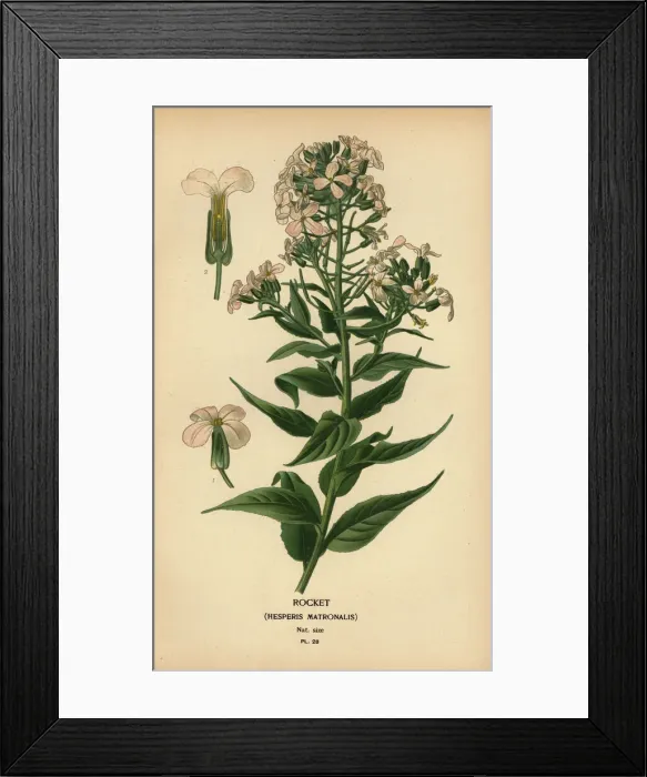 Framed Print : Rocket, Hesperis matronalis Framed Print : Rocket, Hesperis matronalis