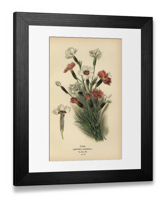 Framed Print : Pink, Dianthus plumarius