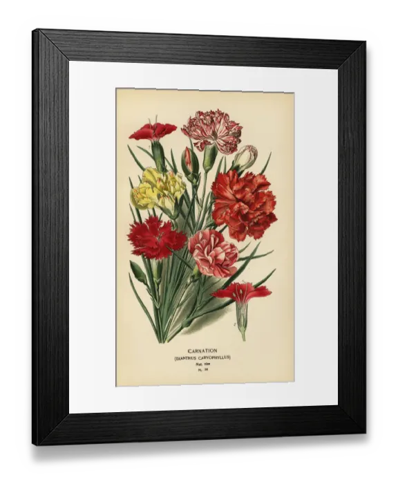 Framed Print : Carnation, Dianthus caryophyllus Framed Print : Carnation, Dianthus caryophyllus
