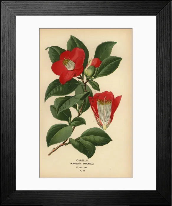 Framed Print : Camellia, Camellia japonica Framed Print : Camellia, Camellia japonica