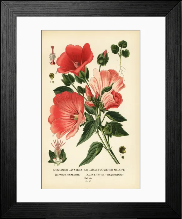 Framed Print : Lavatera trimestris and Malope trifida Framed Print : Lavatera trimestris and Malope trifida