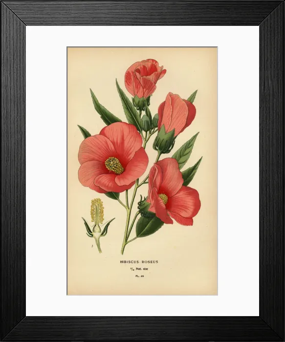 Framed Print : Hibiscus roseus Framed Print : Hibiscus roseus