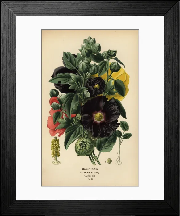 Framed Print : Hollyhock, Alcea rosea Framed Print : Hollyhock, Alcea rosea