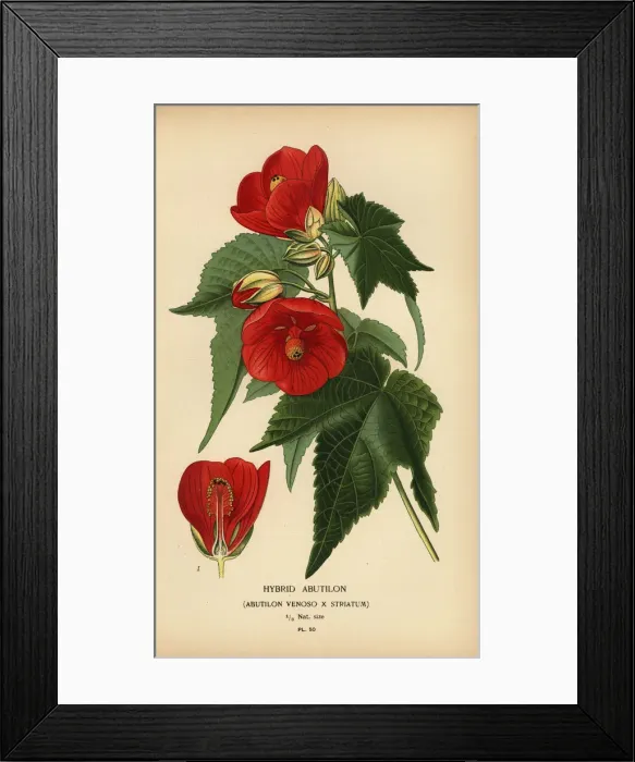 Framed Print : Hybrid abutilon, Abutilon pictum