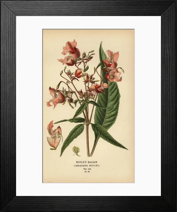 Framed Print : Royles balsam, Impatiens roylei Framed Print : Royles balsam, Impatiens roylei