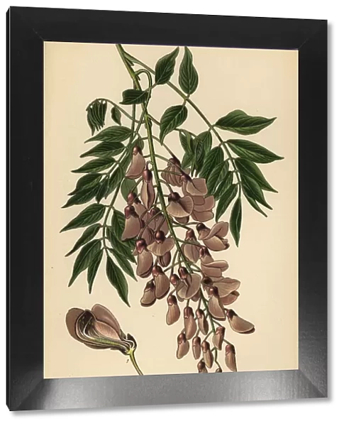 Chinese wisteria, Wisteria sinensis