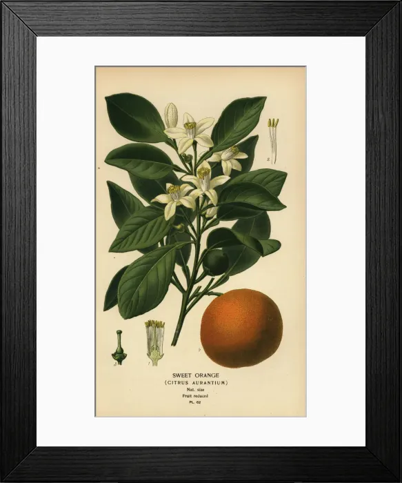 Framed Print : Sweet orange, Citrus x aurantium