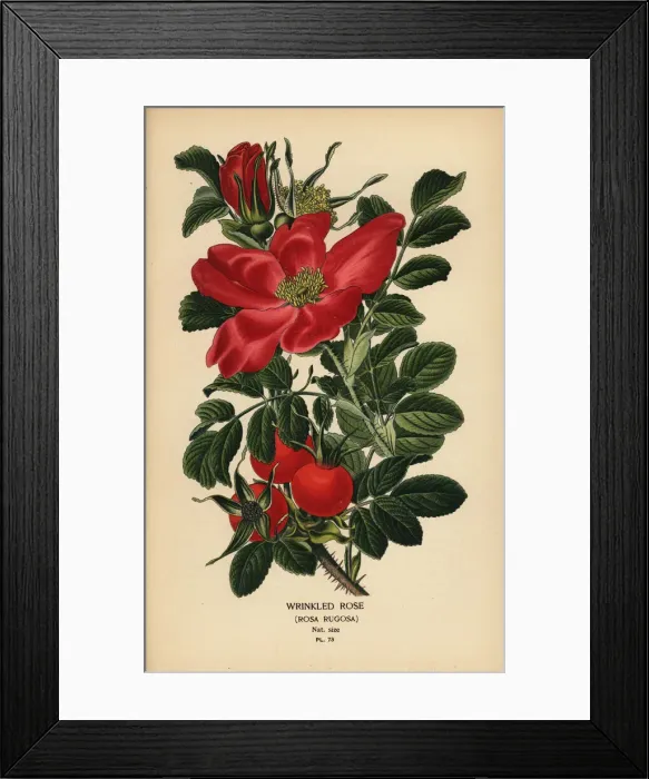 Framed Print : Wrinkled rose, Rosa rugosa