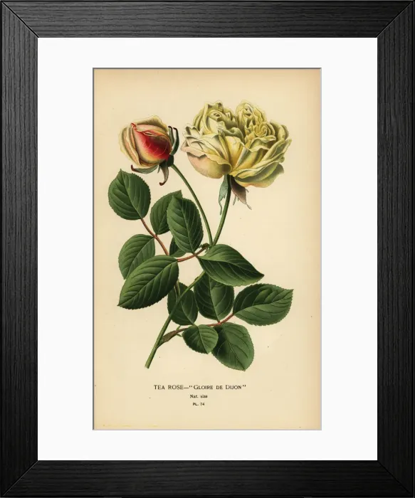 Framed Print : Tea rose hybrid, Gloire de Dijon, Rosa ? odorata Framed Print : Tea rose hybrid, Gloire de Dijon, Rosa ? odorata