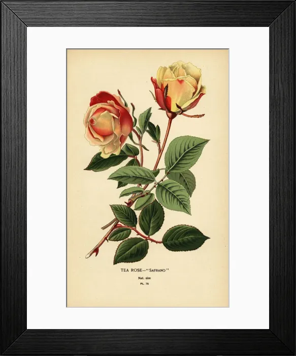 Framed Print : Tea rose hybrid, Safrano, Rosa ? odorata Framed Print : Tea rose hybrid, Safrano, Rosa ? odorata