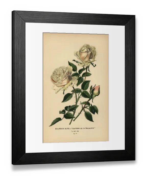 Framed Print : Bourbon rose, Souvenir de la Malmasion Framed Print : Bourbon rose, Souvenir de la Malmasion