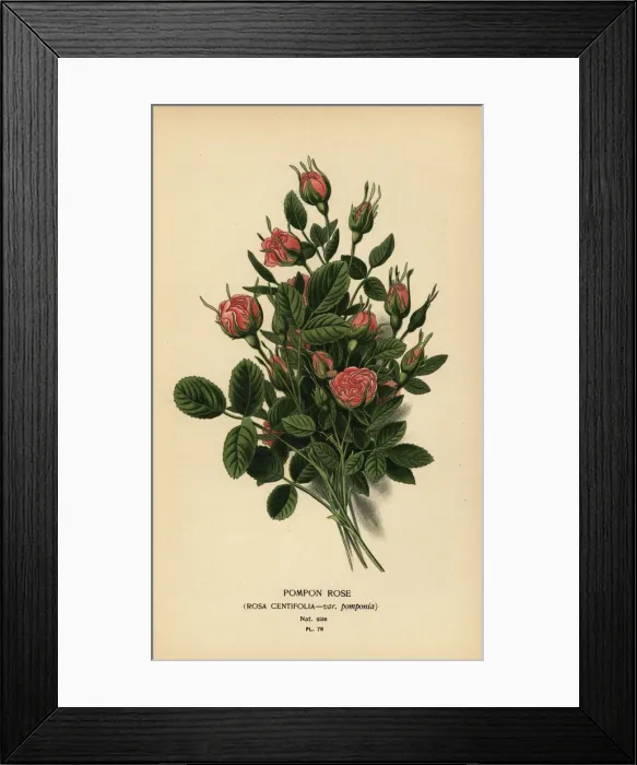 Framed Print : Pompon rose, Rosa centifolia var. pomponia Framed Print : Pompon rose, Rosa centifolia var. pomponia