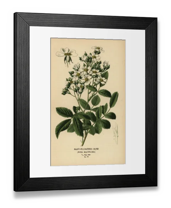 Framed Print : Many-flowered rose, Rosa multiflora Framed Print : Many-flowered rose, Rosa multiflora