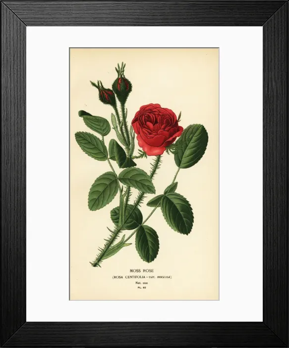 Framed Print : Moss rose, Rosa centifolia var. muscosa Framed Print : Moss rose, Rosa centifolia var. muscosa