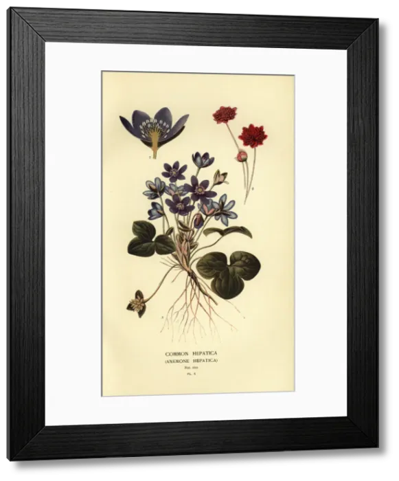 Framed Print : Common hepatica, Anemone hepatica Framed Print : Common hepatica, Anemone hepatica