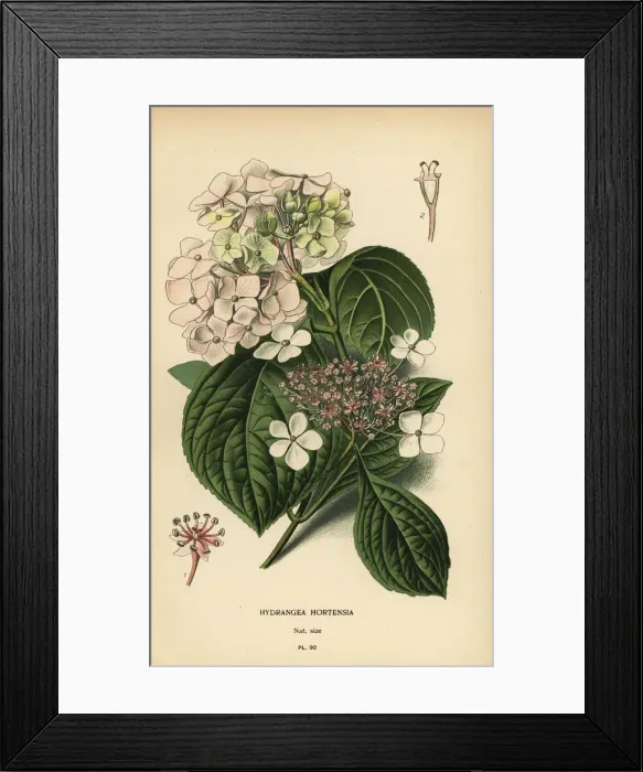 Framed Print : Bigleaf hydrangea, Hydrangea macrophylla Framed Print : Bigleaf hydrangea, Hydrangea macrophylla