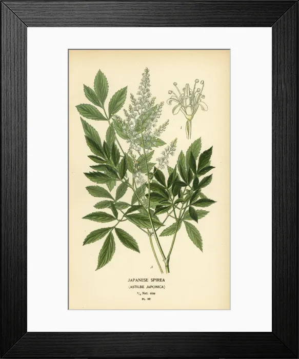 Framed Print : Japanese spirea, Astilbe japonica Framed Print : Japanese spirea, Astilbe japonica