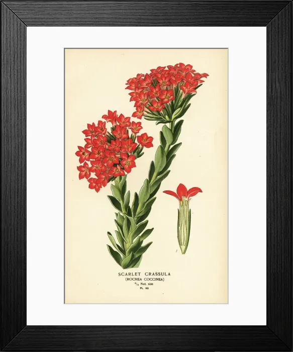 Framed Print : Scarlet carrula, Crassula coccinea