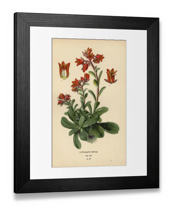 Framed Print : Echeveria fulgens Framed Print : Echeveria fulgens