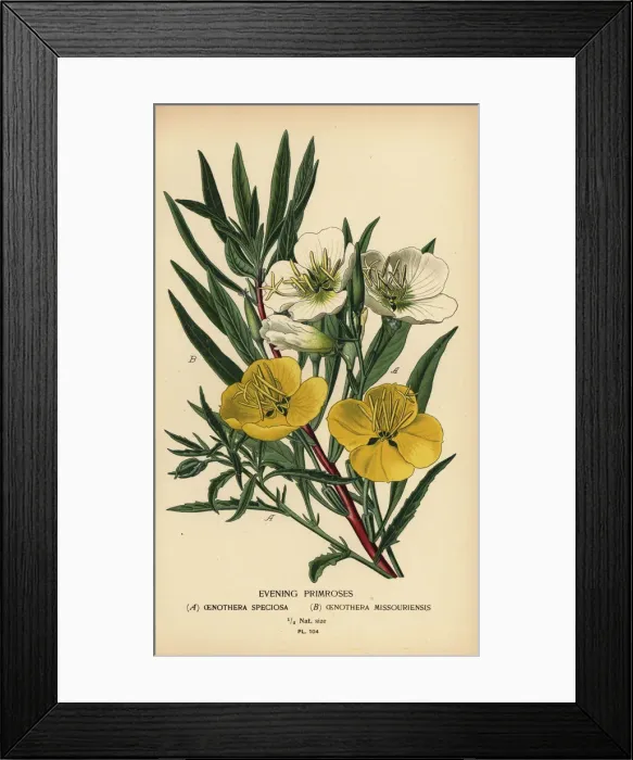 Framed Print : Evening primroses Framed Print : Evening primroses