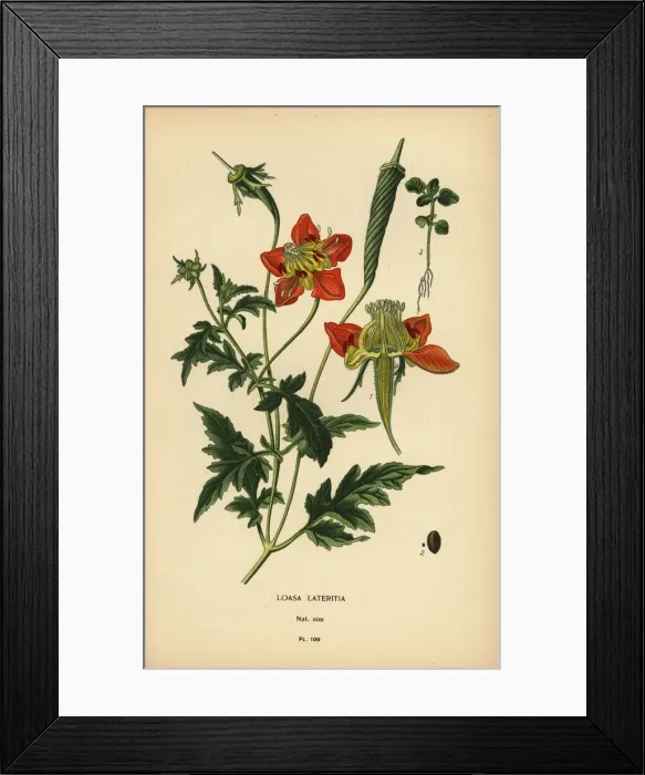 Framed Print : Loasa lateritia Framed Print : Loasa lateritia