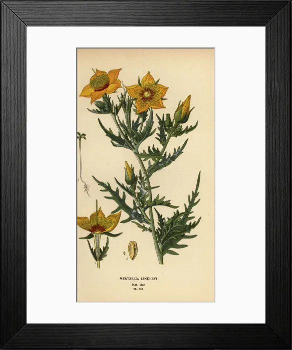 Framed Print : Golden bartonia or Lindleys blazingstar, Mentzelia Framed Print : Golden bartonia or Lindleys blazingstar, Mentzelia