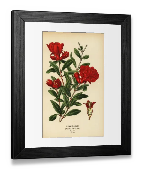 Framed Print : Pomegranate, Punica granatum Framed Print : Pomegranate, Punica granatum