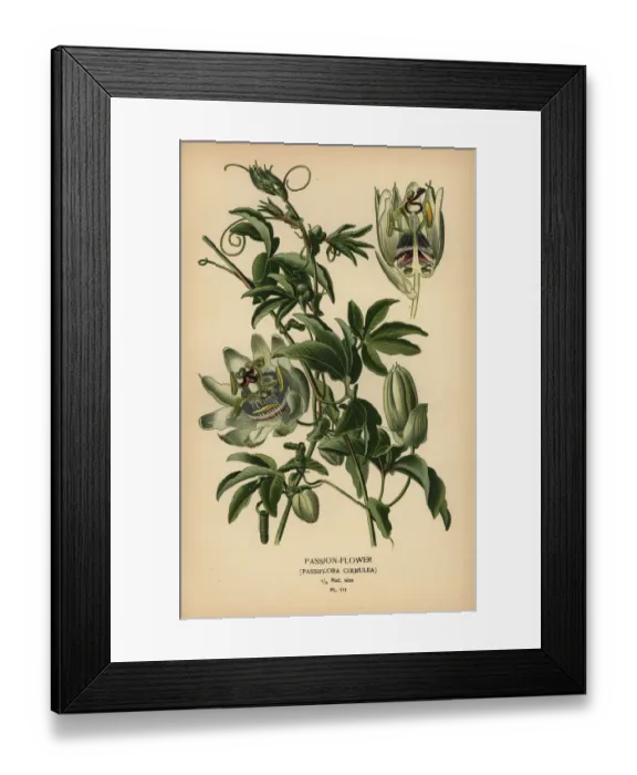 Framed Print : Blue passion-flower, Passiflora caerulea Framed Print : Blue passion-flower, Passiflora caerulea