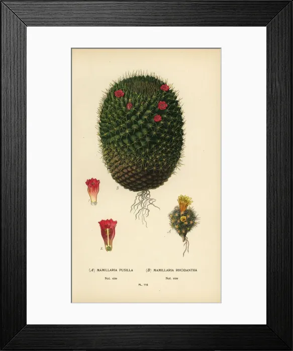 Framed Print : Mammillaria prolifera and Mammillaria rhodantha Framed Print : Mammillaria prolifera and Mammillaria rhodantha