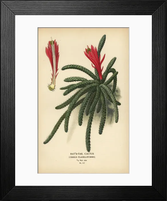 Framed Print : Rattail cactus, Disocactus flagelliformis Framed Print : Rattail cactus, Disocactus flagelliformis