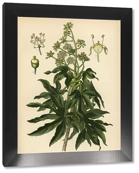 Japanese aralia or glossy-leaf paper plant, Fatsia japonica