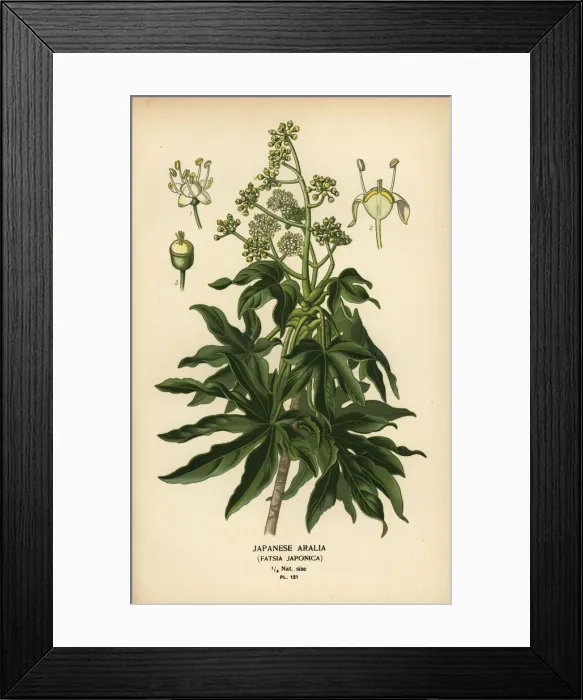 Framed Print : Japanese aralia or glossy-leaf paper plant, Fatsia japonica Framed Print : Japanese aralia or glossy-leaf paper plant, Fatsia japonica